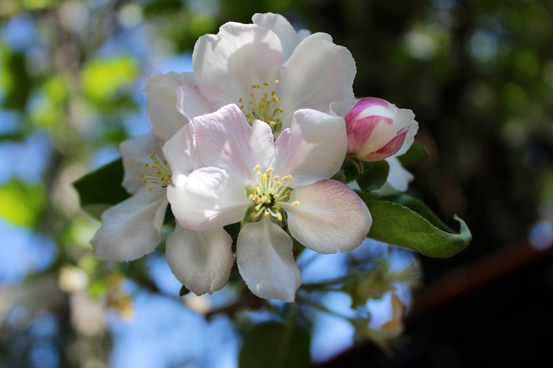 Amada primavera
