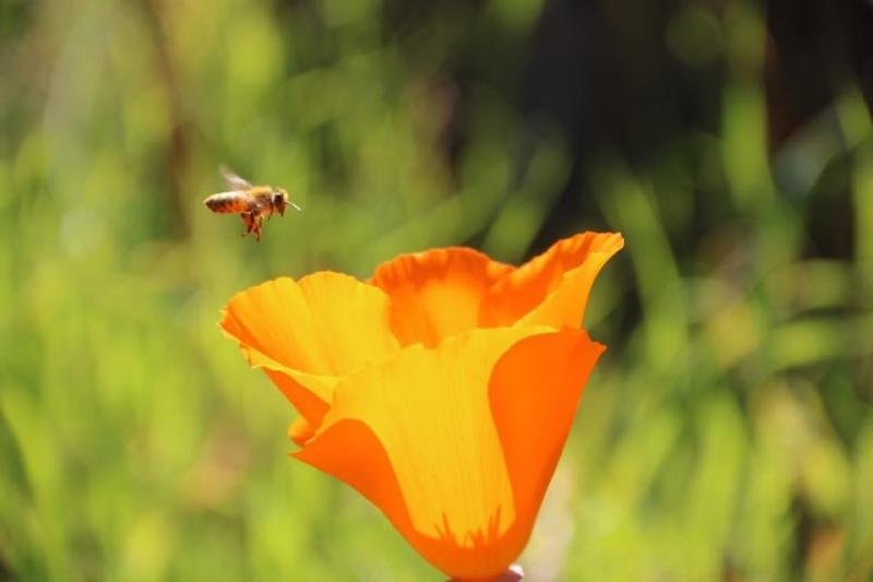 Abeja en vuelo de primavera