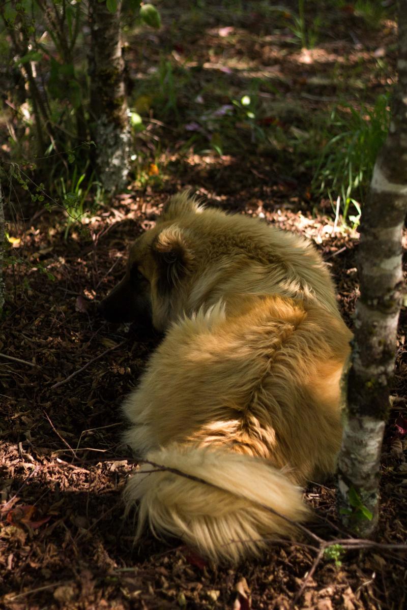 descanso en el bosque