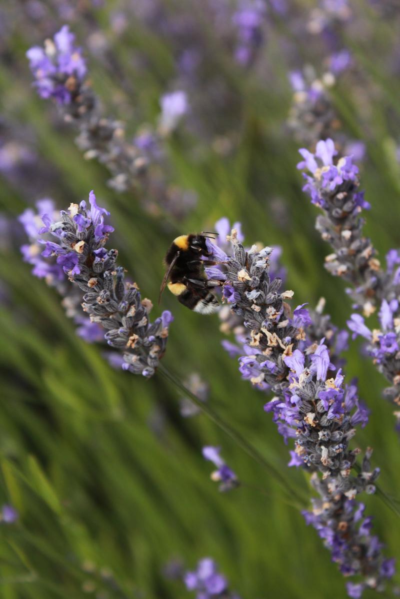 Zumbidos entre lavanda