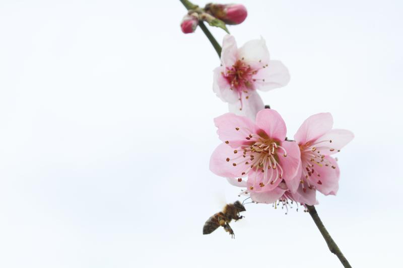 Primavera por siempre