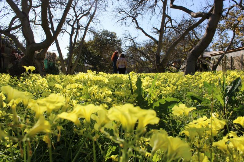 Flores y Personas 