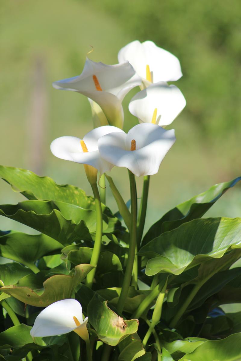 Flores de mamá