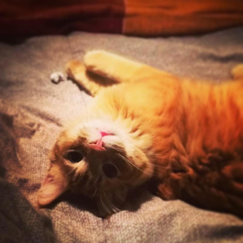 Diablo con cara de Ángel