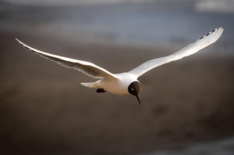 El vuelo