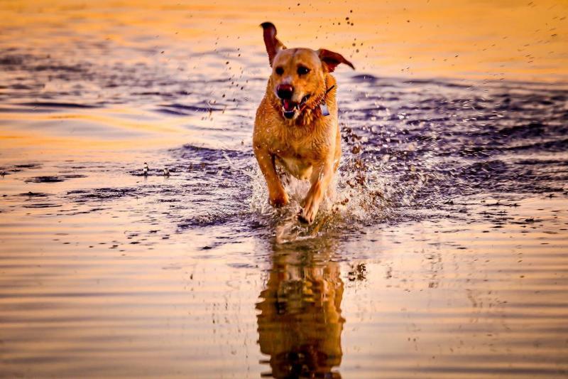 Labrador es su libre funcionalidad 