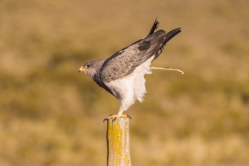 Águila en su baño