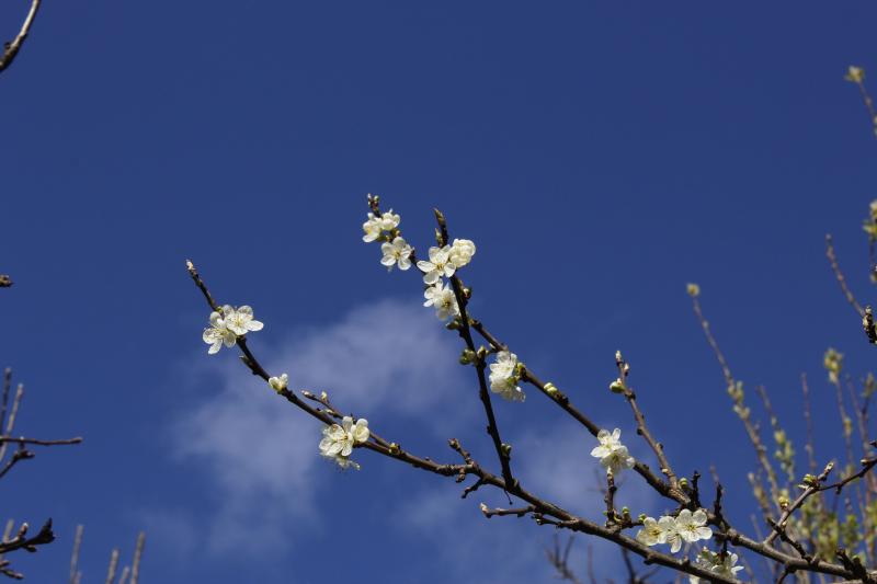 Brotes de primavera