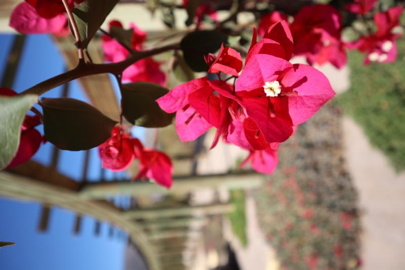 Primavera en el desierto