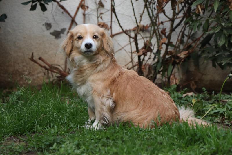 Estrella en el jardín