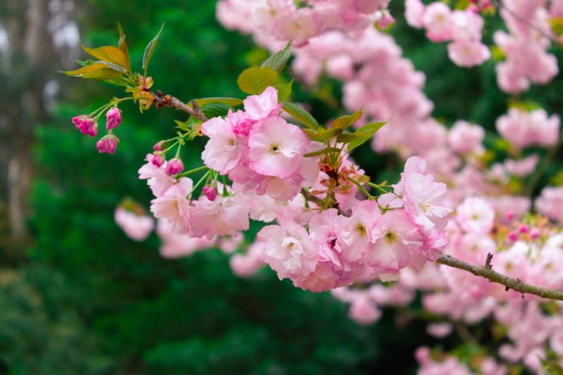 Hanami en Viña del Mar