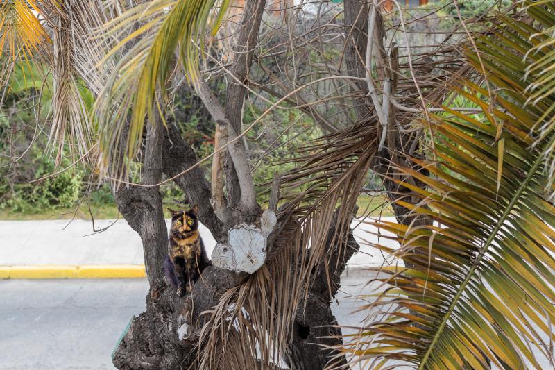 Gastito mimetizándose en árbol desde mi ventana