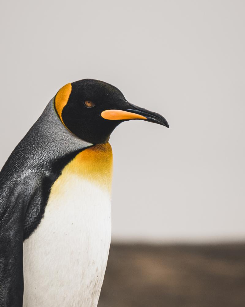 Un gran habitante de esta hermosa tierra 