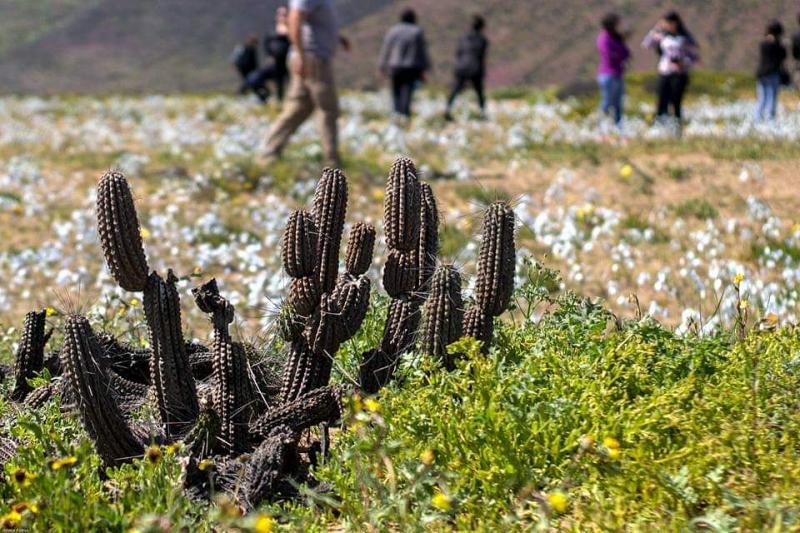 Primavera en el desierto