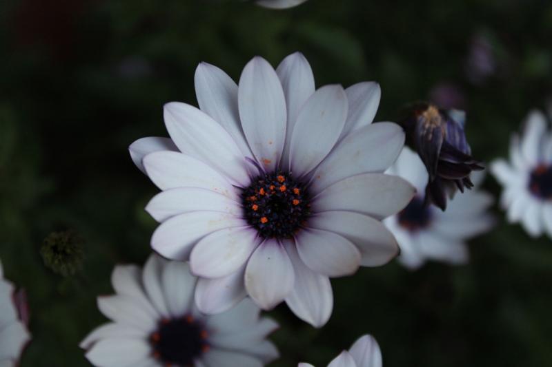 las flores de mi jardin