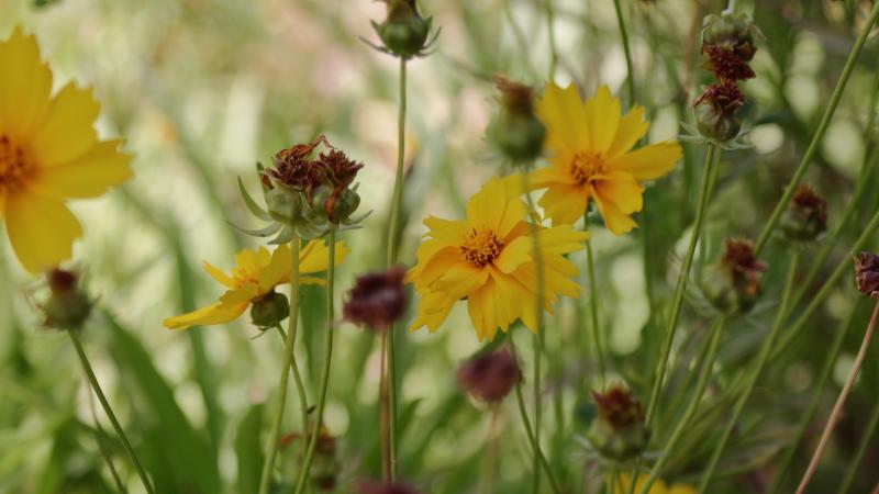Rincón Floral