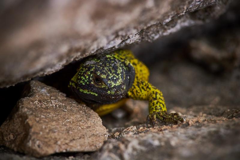 Matuasto del Maule (Phymaturus maulense)