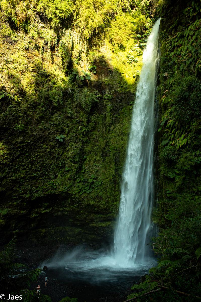 Florecen las Cascadas