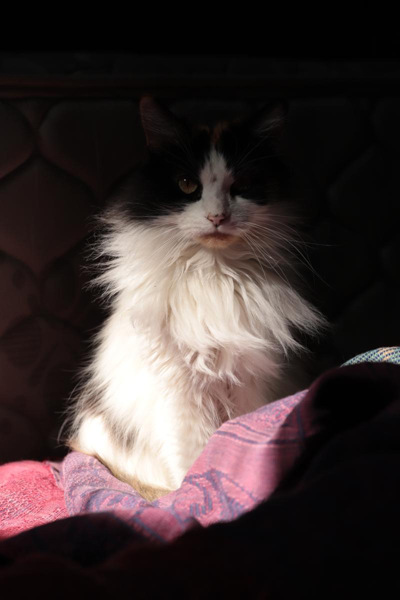 Lady Pachi