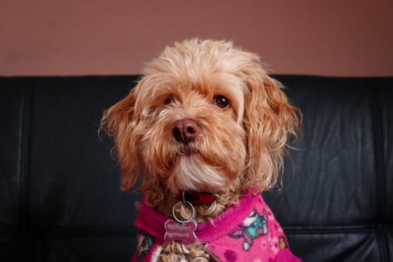 Retrato de una mirada canina.