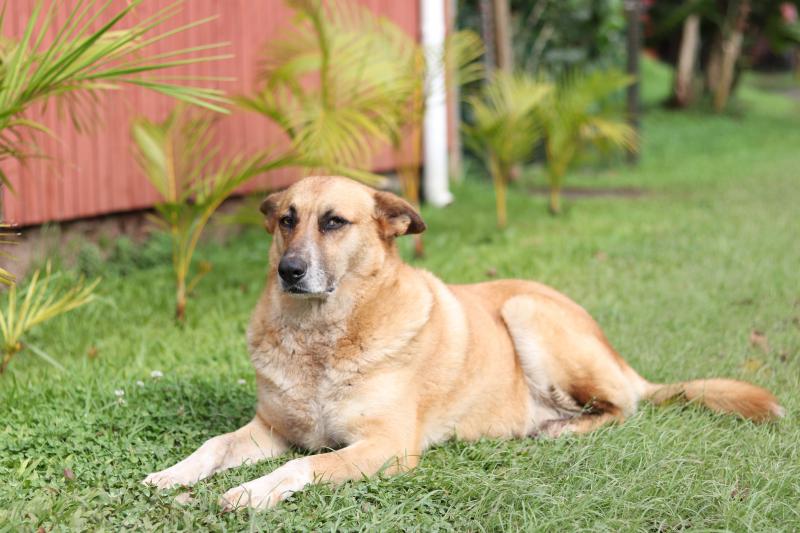 Orejas, el guardián de Rapa nui...