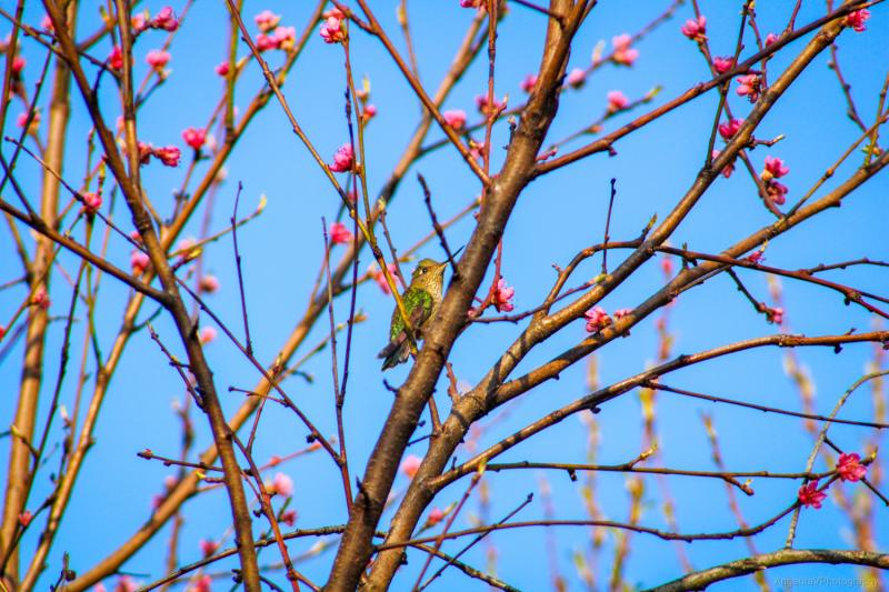 Rosada Primavera