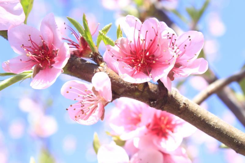 Sakura