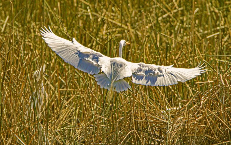 Spread Your Wings