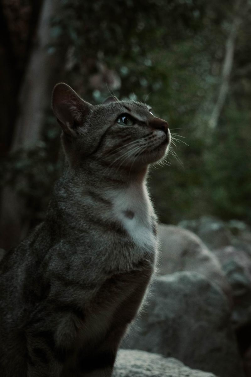 Bruja en el Valle