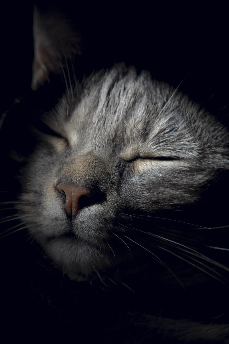 Vida de gato