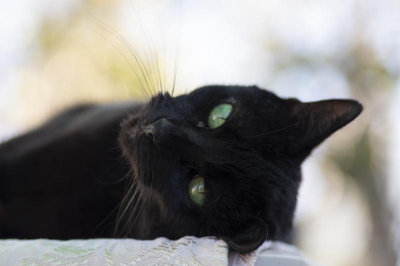 Mi gata Negra, la modelo