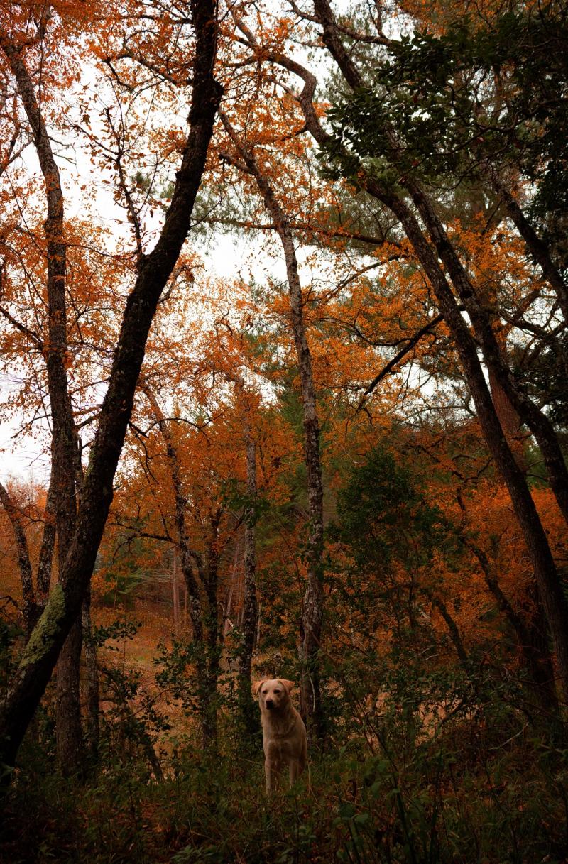 UN AMIGO EN UN BOSQUE CENTENARIO