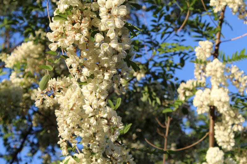 blanca primavera