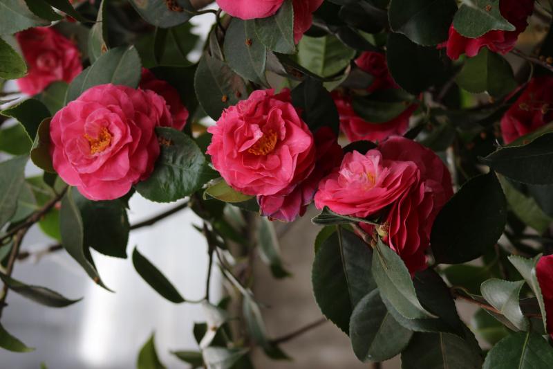 Camelias flotantes
