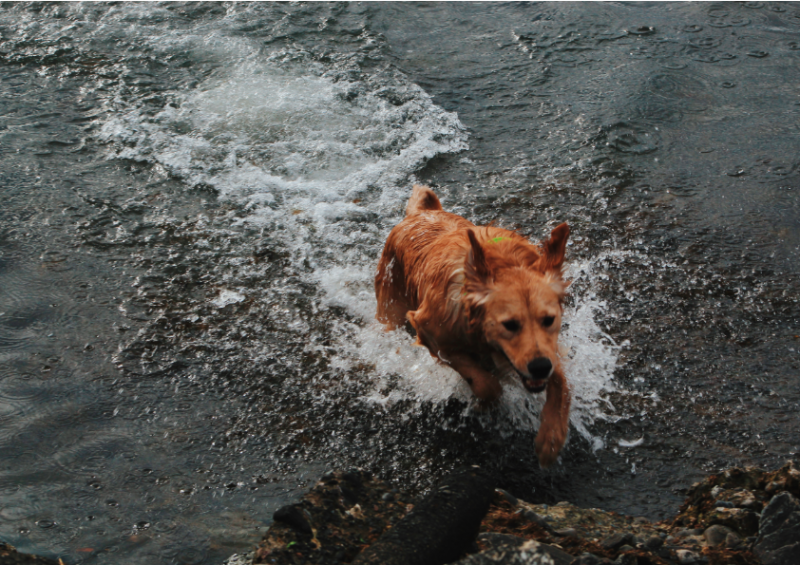 Felicidad en el agua