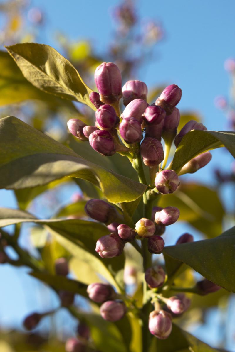 limonero en primavera