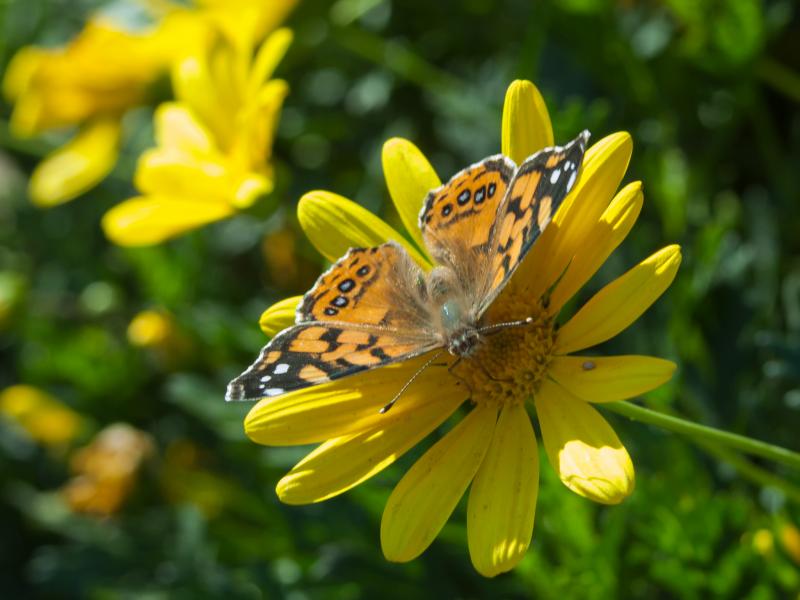Mariposa de la tarde