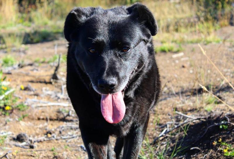 La Negra